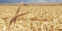 خطر کاهش تولید گندم با تاخیر در تعیین قیمت