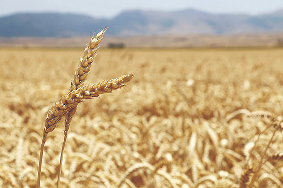 خطر کاهش تولید گندم با تاخیر در تعیین قیمت