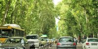 نوبخت: زنده‌ماندن چنارهای تهران وابسته به سه فاکتور حیاتی است