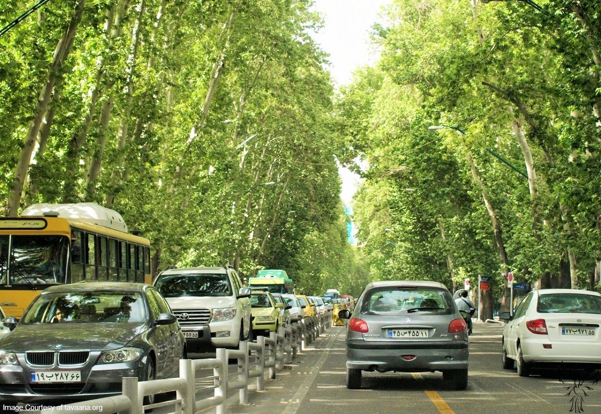 نوبخت: زنده‌ماندن چنارهای تهران وابسته به سه فاکتور حیاتی است