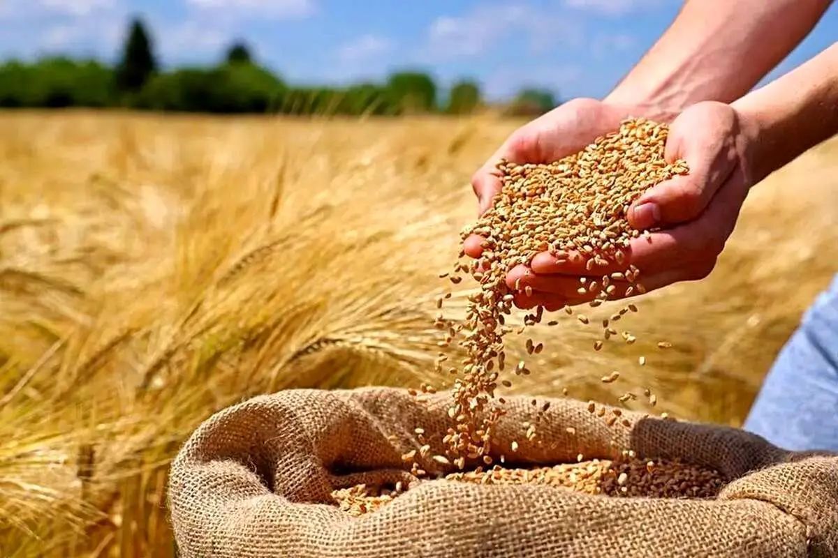 دولت در جستجوی راهکارهای جدید برای خرید گندم؛ چه آینده‌ای در انتظار کشاورزان است؟