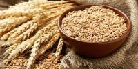 گندمکاران بخوانند: اعلام قیمت خرید تضمینی گندم برای سال زراعی جدید