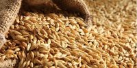 قیمت خرید گندم زیر ذره‌بین؛ کشاورزان انتظار افزایش بالای ۳۰ هزار تومان دارند