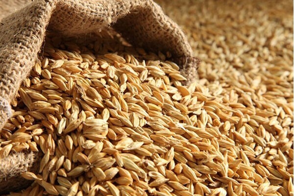 قیمت خرید گندم زیر ذرهبین؛ کشاورزان انتظار افزایش بالای ۳۰ هزار تومان دارند قیمت خرید گندم زیر ذرهبین؛ کشاورزان انتظار افزایش بالای ۳۰ هزار تومان دارند