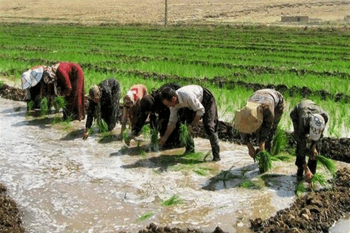 گیلان رتبه نخست تسهیلات مکانیزاسیون را در کشور به خود اختصاص داد