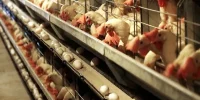 کالابرگ جدید: اقلام اساسی با قیمت ثابت در اختیار خانوارها