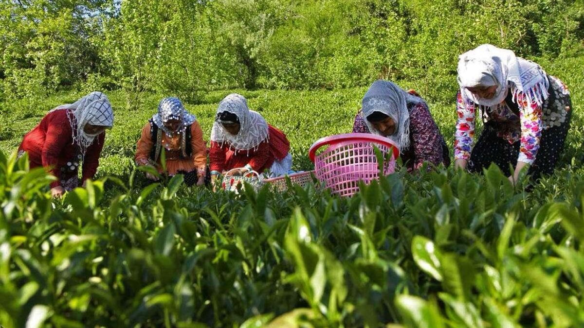 گردش مالی چهار هزار میلیاردی چای؛ از باغ تا کارخانه