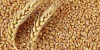 نرخ ۳۲ هزار تومان گندم چقدر عملی است؟ بررسی چالش‌های شورای قیمت‌گذاری