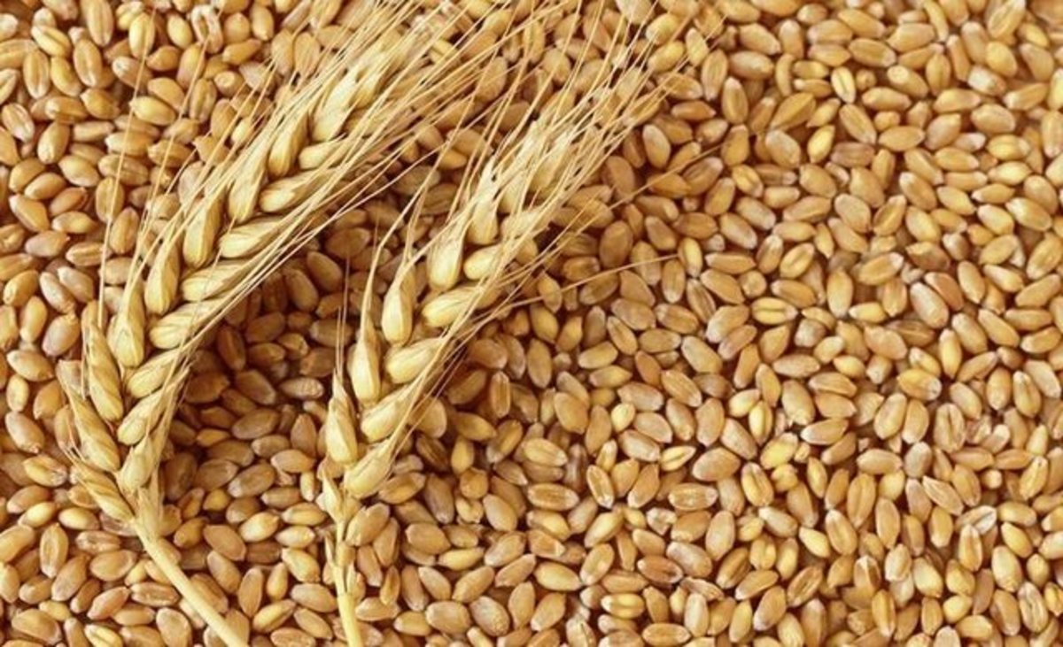 نرخ ۳۲ هزار تومان گندم چقدر عملی است؟ بررسی چالشهای شورای قیمتگذاری نرخ ۳۲ هزار تومان گندم چقدر عملی است؟ بررسی چالشهای شورای قیمتگذاری