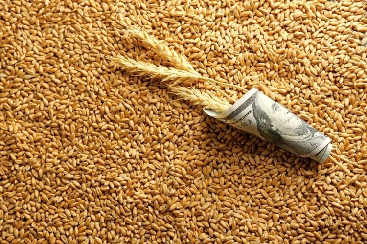 قیمت جدید گندم اعلام شد | هر کیلو ۳۱ هزار تومان
