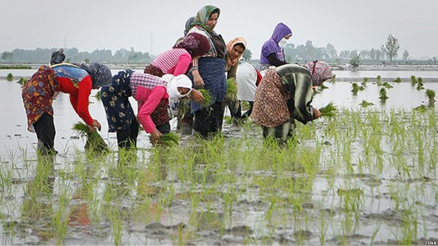 چرا کشت برنج در ۱۷ استان ایران ممنوع است؟ نگاه وزارت جهاد به بحران آب چرا کشت برنج در ۱۷ استان ایران ممنوع است؟ نگاه وزارت جهاد به بحران آب