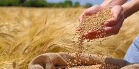 واردات گندم؛ آیا دولت به کشاورزان پشت کرده است؟