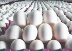 پیشنهاد جدید برای شفافیت در بازار تخم‌مرغ