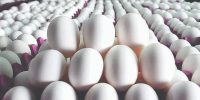 پیشنهاد جدید برای شفافیت در بازار تخم‌مرغ