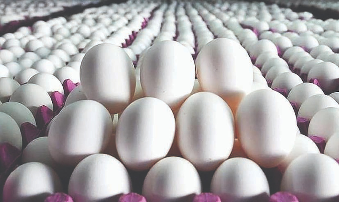 پیشنهاد جدید برای شفافیت در بازار تخم‌مرغ