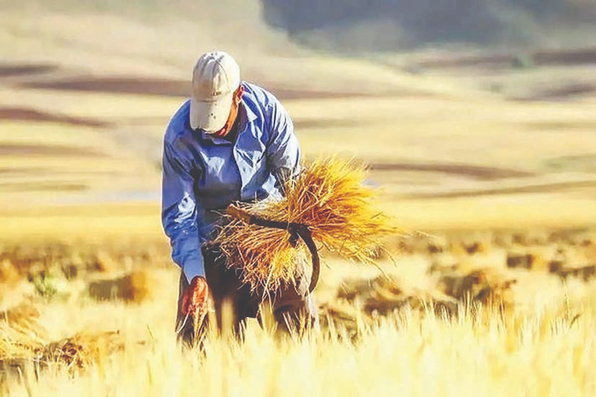 کشاورزان در مسیر نابودی کشاورزان در مسیر نابودی