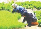 کشت برنج فقط در ۲استان گیلان و مازندران مجاز است