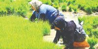 کشت برنج فقط در ۲استان گیلان و مازندران مجاز است