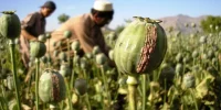 از ارزآوری تا کنترل اعتیاد؛ دو روی سکه بازگشت خشخاش به مزارع ایران