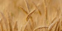 وقتی نرخ خرید تضمینی گندم از تورم جا میماند وقتی نرخ خرید تضمینی گندم از تورم جا میماند
