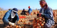 مدیرعامل سازمان تعاون روستایی: خرید حمایتی پیاز به سرعت انجام شد مدیرعامل سازمان تعاون روستایی: خرید حمایتی پیاز به سرعت انجام شد