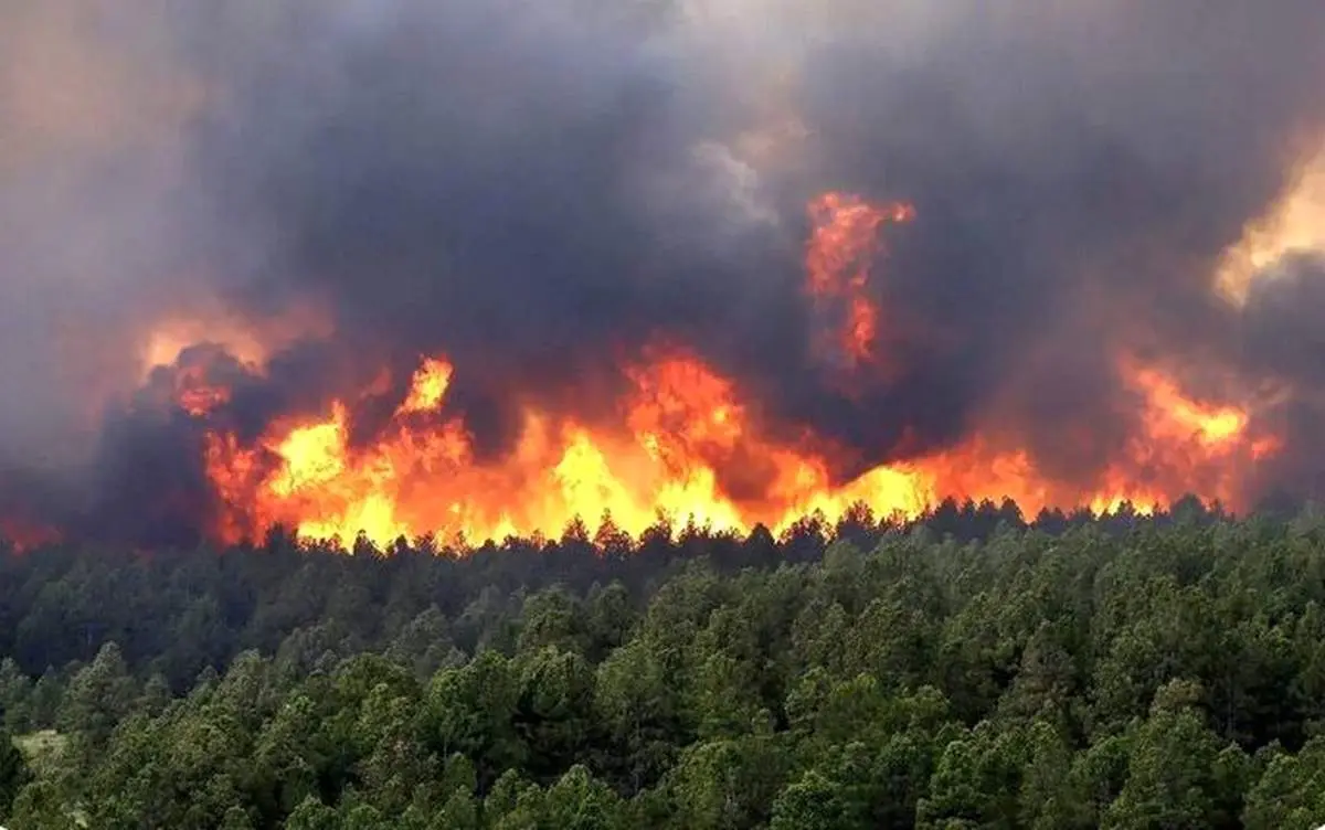 آتش‌سوزی در جاده چالوس اوج گرفت؛ هشدار درباره خسارت گسترده به پوشش گیاهی