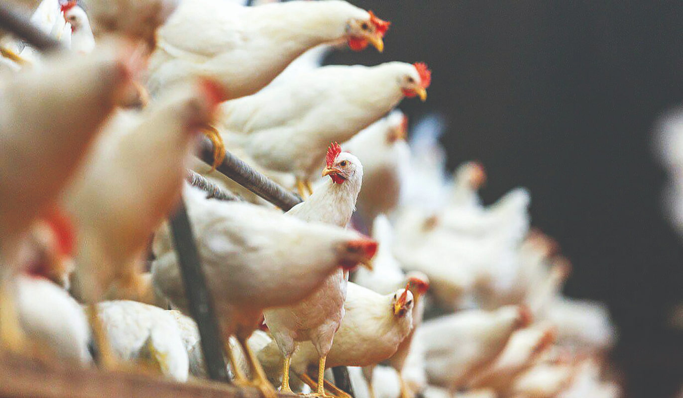 ادامه بحران نهاده با افزایش قیمت مرغ