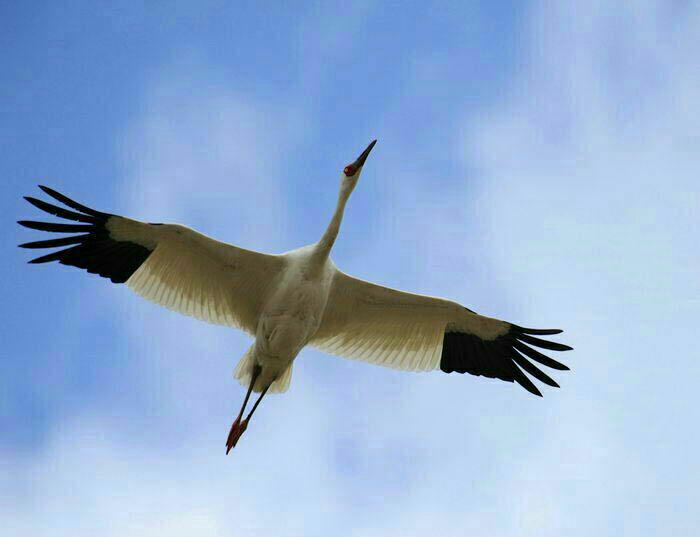 از تالاب تا انقراض: داستان درنای سیبری و تهدیدات محیط زیستی از تالاب تا انقراض: داستان درنای سیبری و تهدیدات محیط زیستی