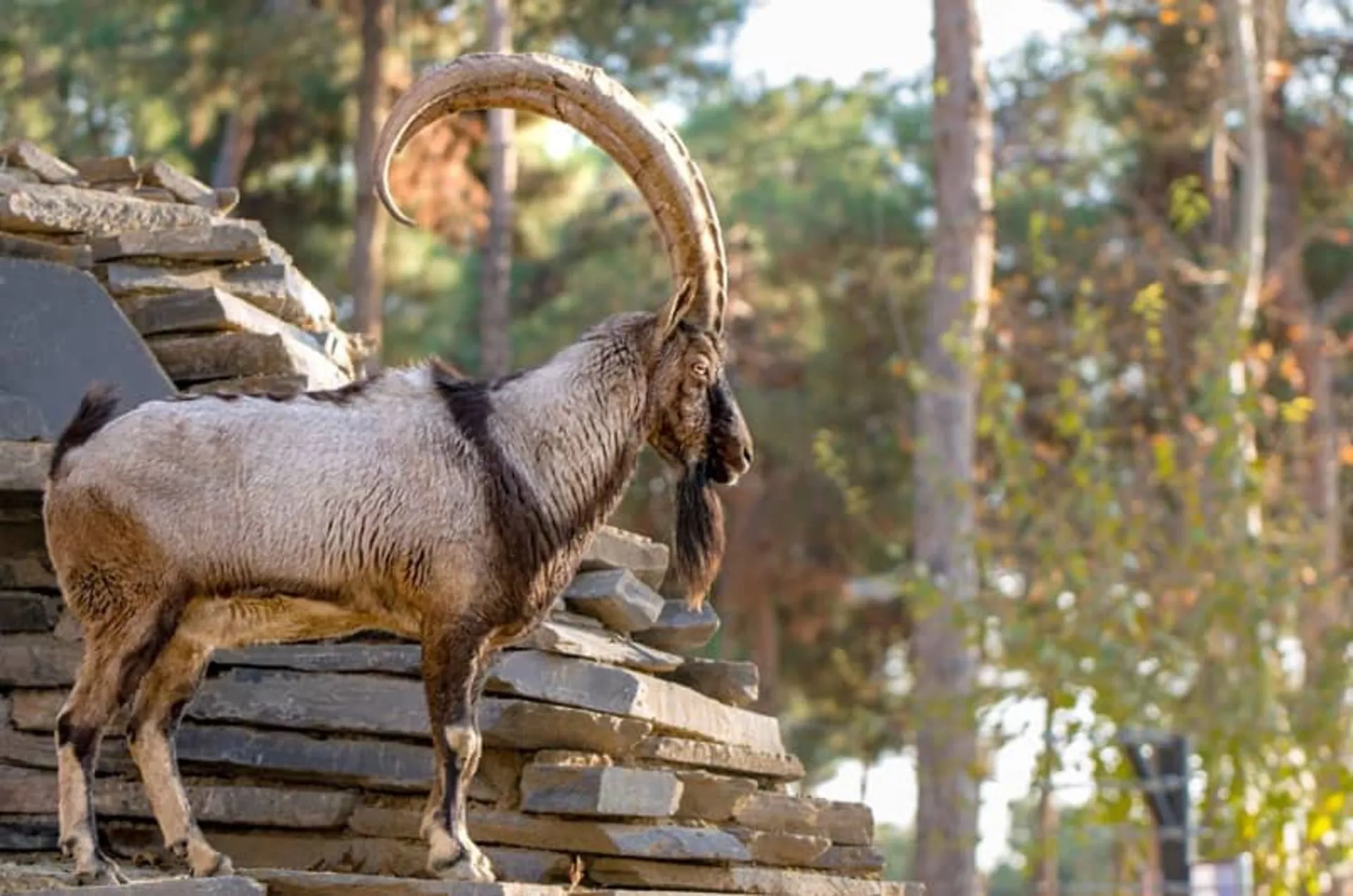 باغ‌وحش ارم رایگان می‌شود؛ آموزش و سرگرمی برای دانش‌آموزان و خانواده‌ها