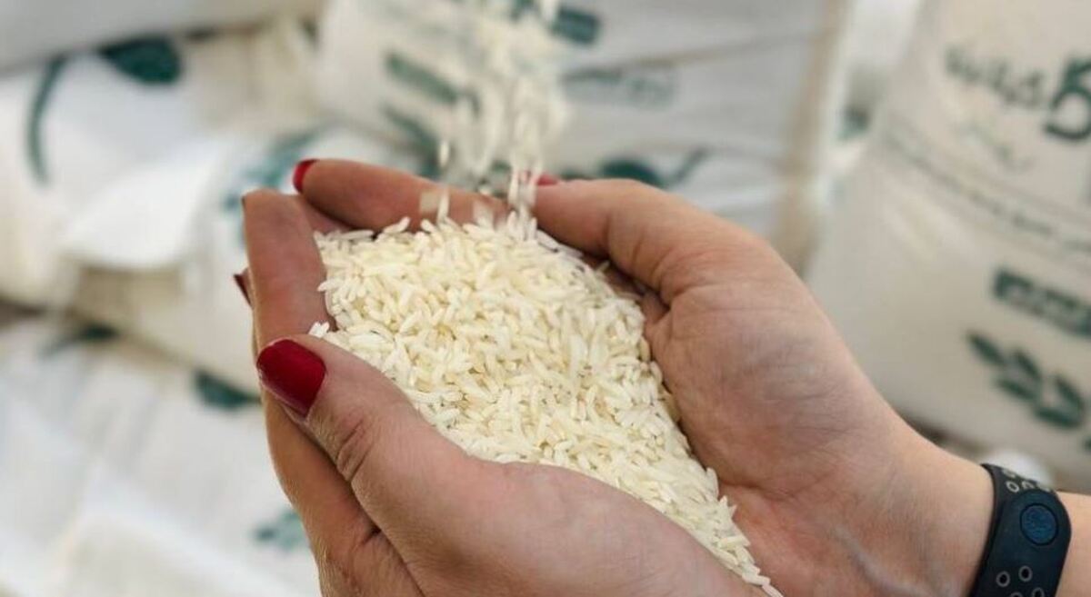 پاسخ محققان برنج به بحران آب؛ ارقام جدید با مصرف کمتر معرفی شد