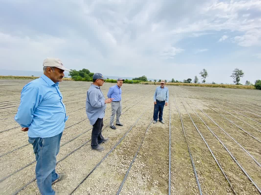 توسعه فناوری‌های تولید برنج مقاوم به خشکی در مرکز تحقیقات مشترک ایران و چین