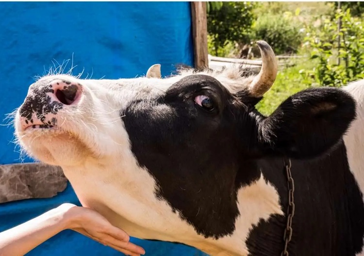 حقیقت درباره گوشت‌های وارداتی و تب برفکی که همه باید بدانند