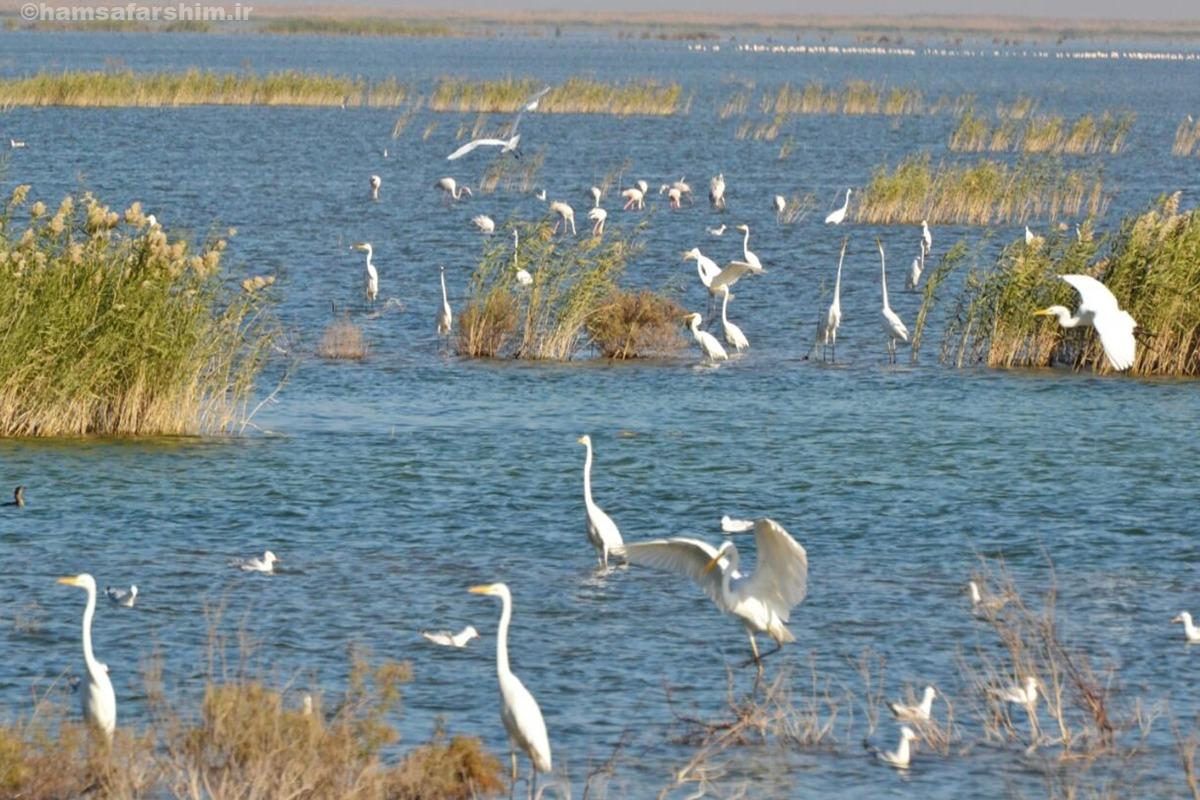 تالاب هورالعظیم: داستان تلخ گم‌شدن کلید آب!