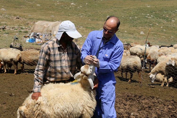 تب برفکی در دام‌ها، انسان‌ها در امان؛ توضیحات وزارت بهداشت