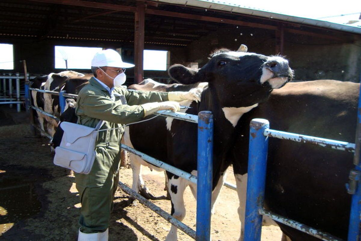 تب برفکی و سویه SAT1؛ چرا تهران بیشترین موارد ابتلا را ثبت کرد؟