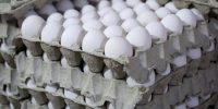 تخم‌مرغ همچنان گران؛ نگرانی خانواده‌ها از افزایش هزینه سبد غذایی