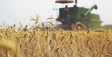 تهدید جهانی تولید گندم