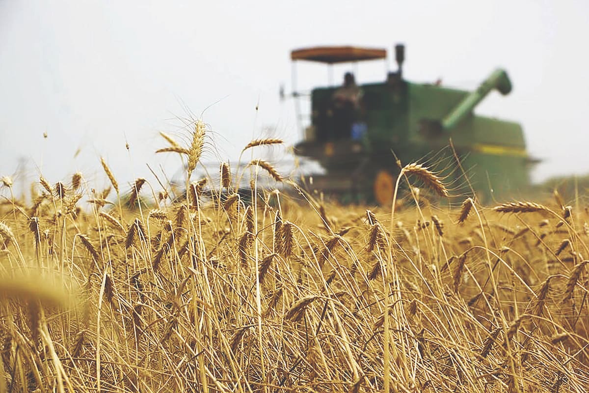 تهدید جهانی تولید گندم