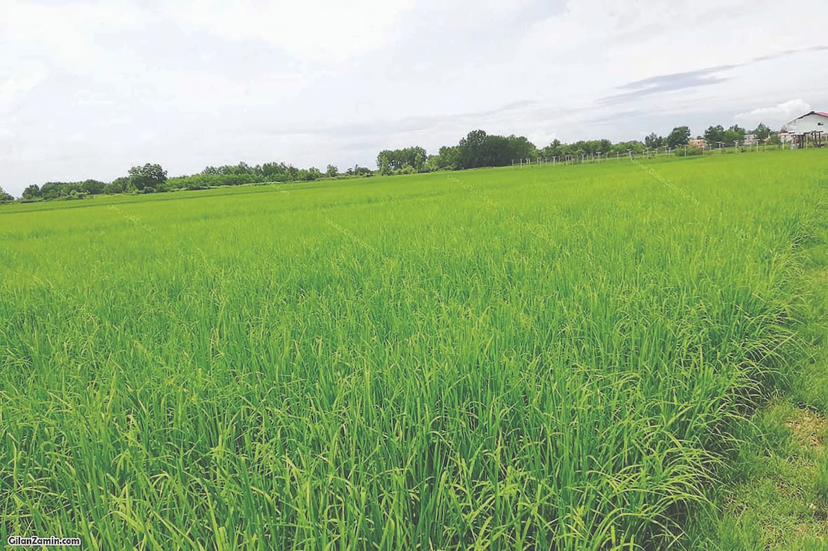 تهدید کم‌آبی در تولید برنج حتی در استان‌های شمالی!