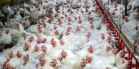 هشدار چالش تأمین مرغ در ماه رمضان و نوروز در صورت ادامه وضعیت موجود