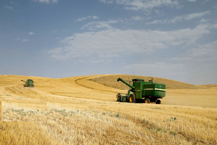 آخرین مهلت برای کشت گندم در گلستان؛ نجات تولید با آبیاری نوین ممکن است؟