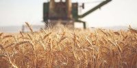 تولید گندم امسال به بالاترین حد تاریخی خود رسید تولید گندم امسال به بالاترین حد تاریخی خود رسید