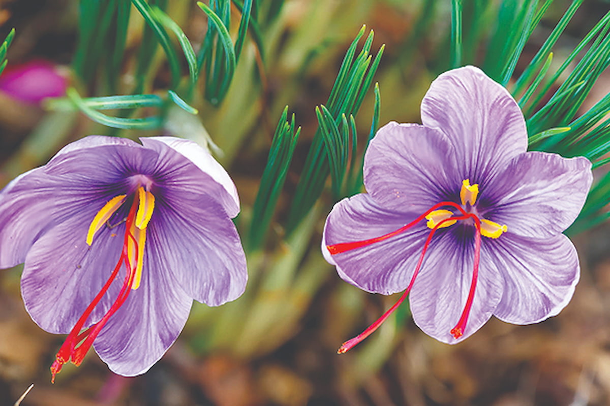 خام‌فروشی زعفران؛ آفت تولید