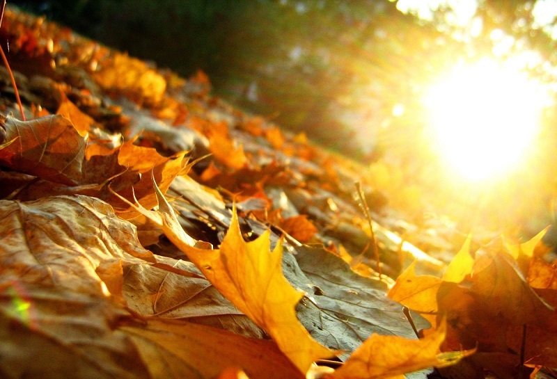 رئیس سازمان هواشناسی: پاییز امسال بی‌بارش‌ترین فصل در ۴۰ سال اخیر