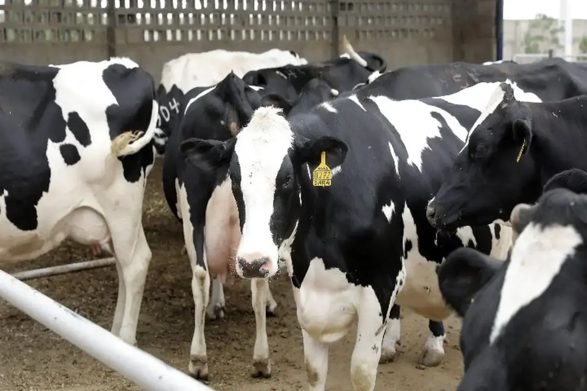 دامداری‌ها کماکان درگیر تب برفکی؛ خسارات قابل توجه به تولید