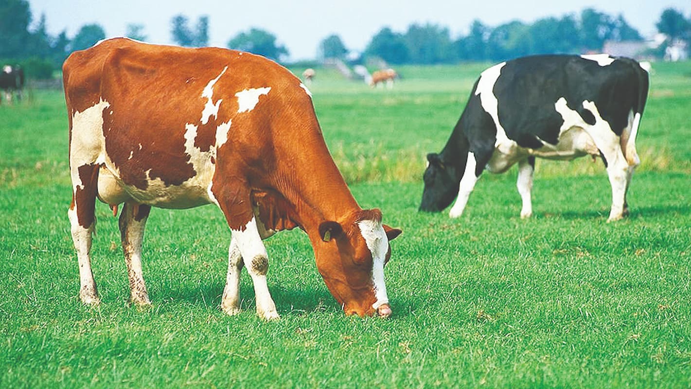 سرنوشت بازار لبنیات چه خواهد شد؟