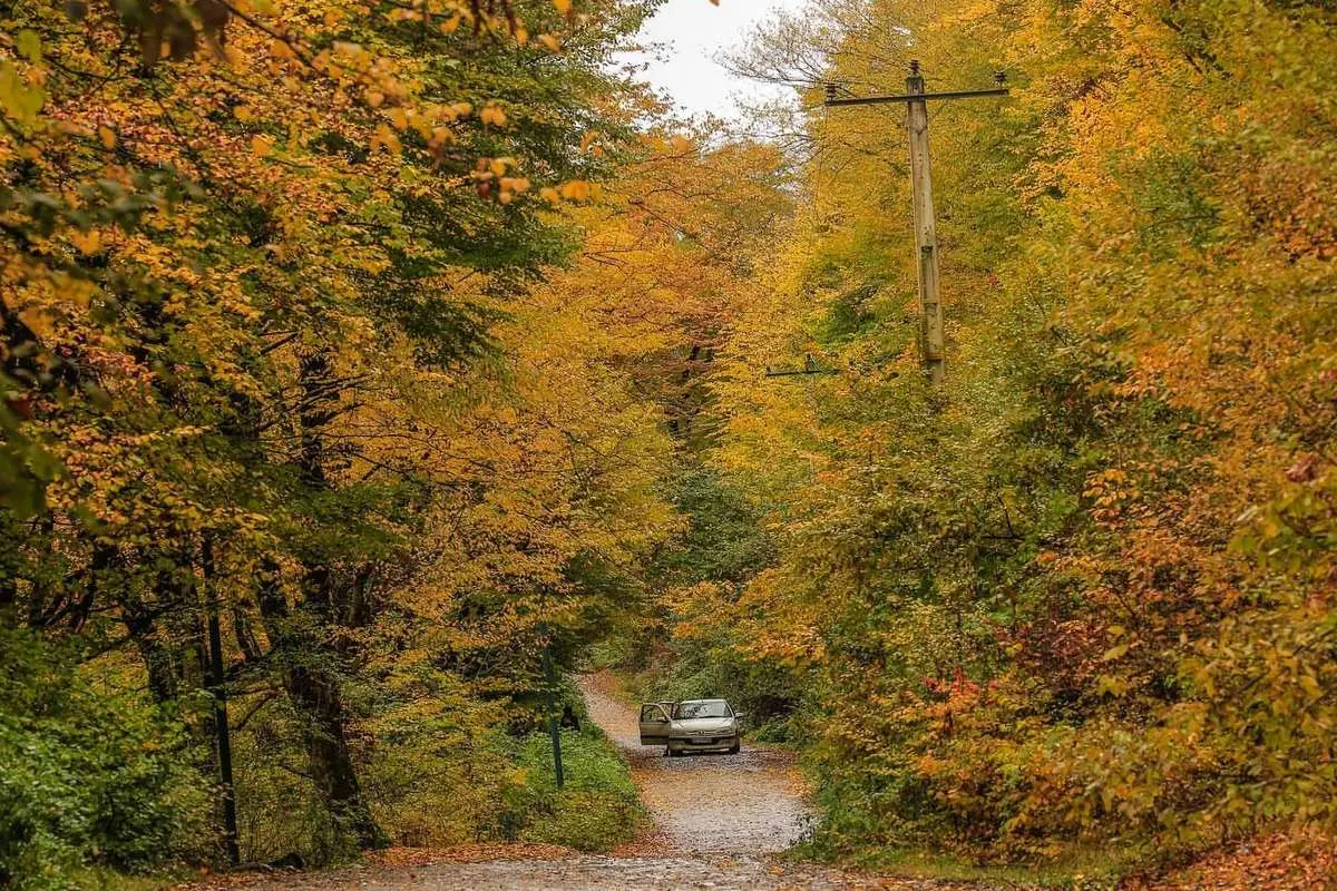 ممنوعیت تردد در جنگل‌های سوادکوه به دلیل خطر آتش‌سوزی