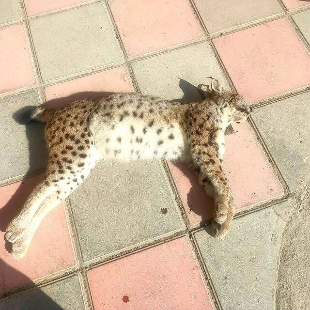 سیاه‌گوش اوراسیایی در سنندج قربانی تصادف جاده‌ای شد