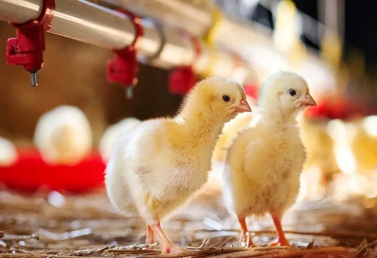 کمبود نهاده باعث کاهش وزن مرغ‌ها شد؛ تولیدکنندگان نگران بازار