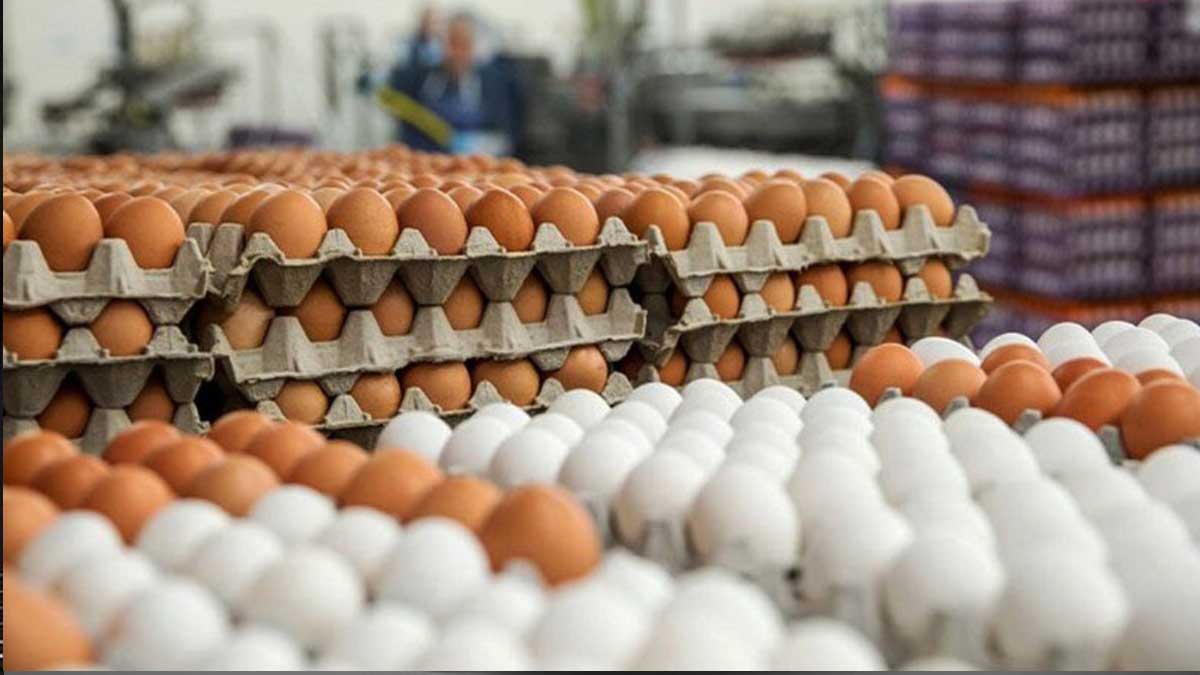 بحران خاموش در مرغداری‌ها؛ کمبود نهاده‌ها بازار را ملتهب می‌کند!